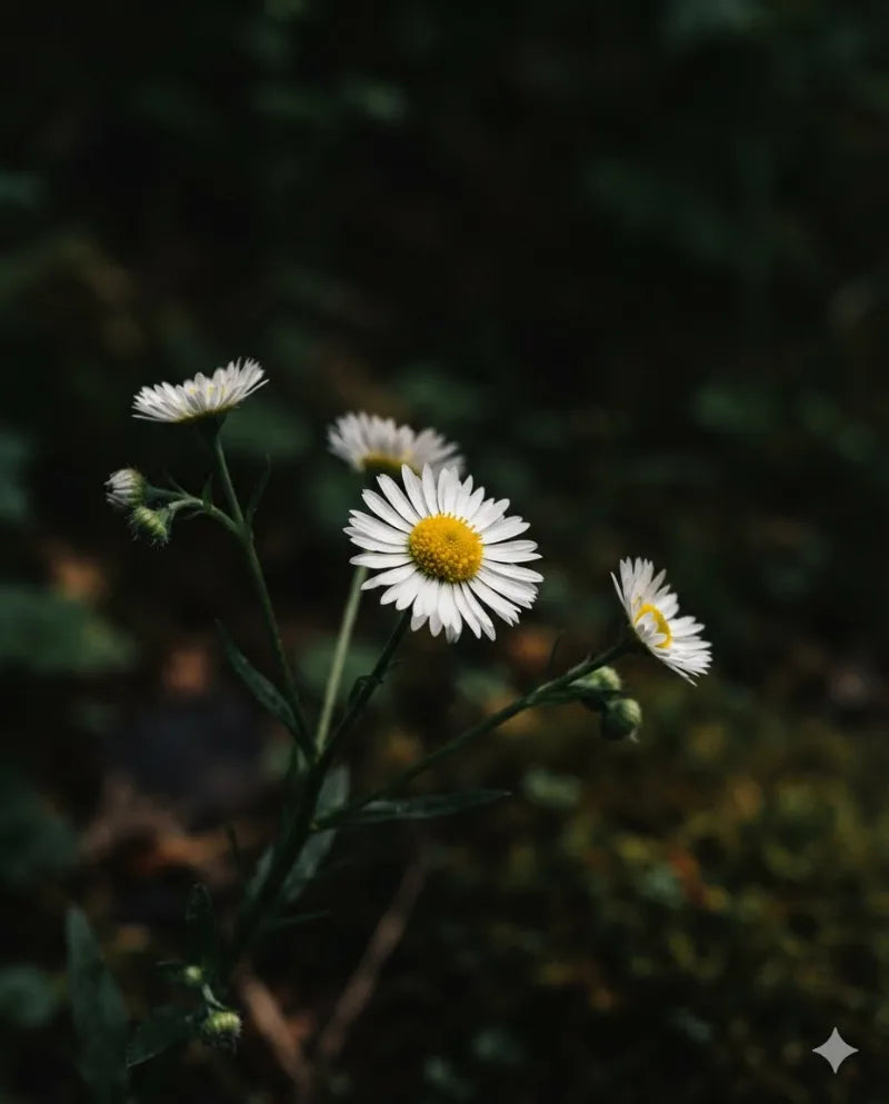 Chamomile